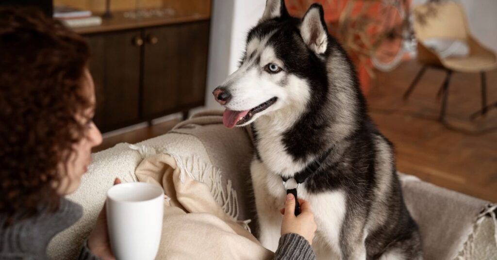 can dogs eat blueberries