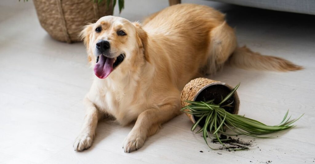 can dogs eat cucumber