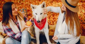 can dogs eat pumpkin