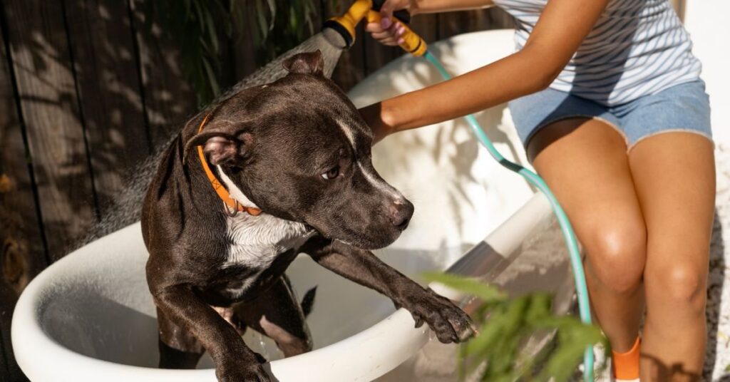 can dogs eat tofu