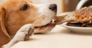 do dogs eat fish