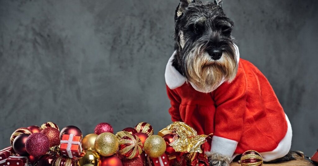dog christmas outfit