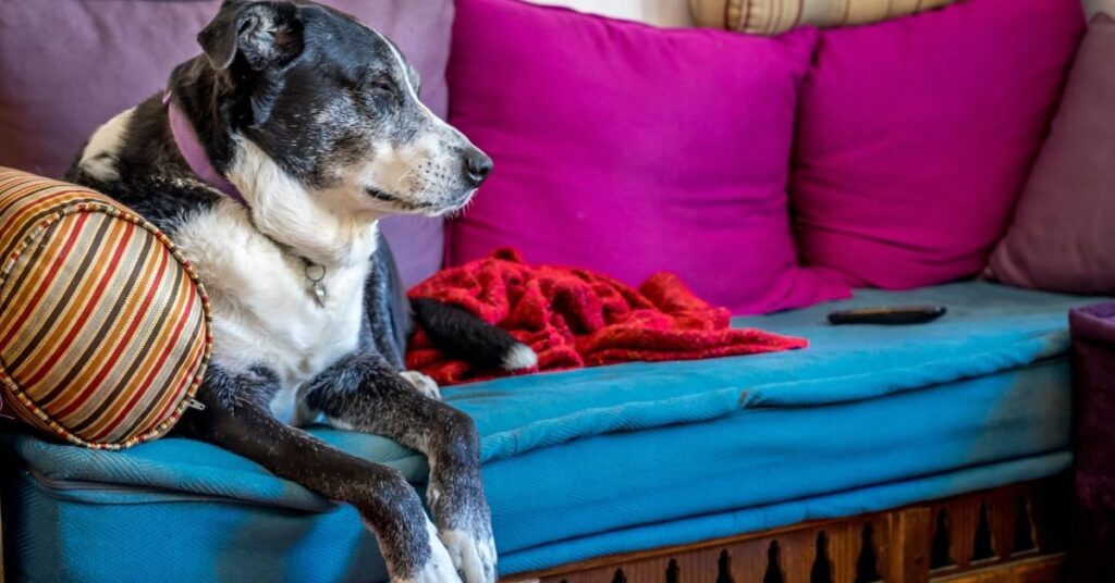 dog couch