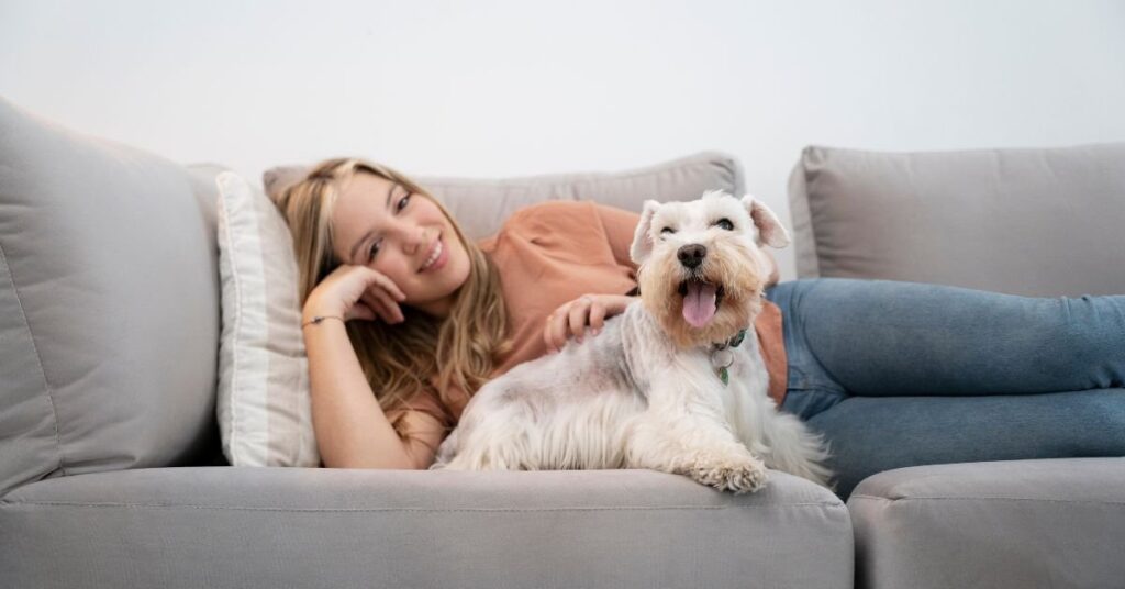 dog couch