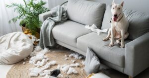 dog couch