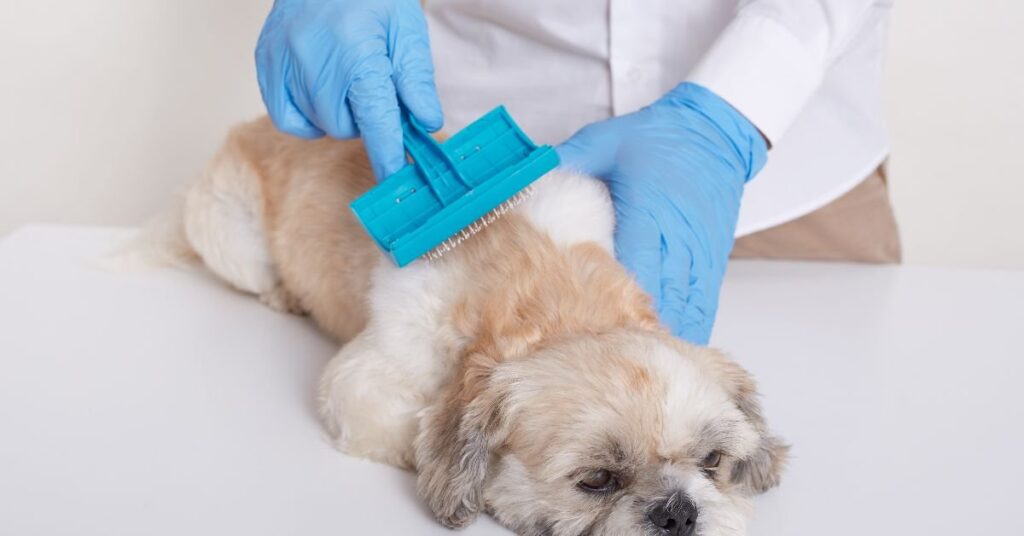dog dry shampoo