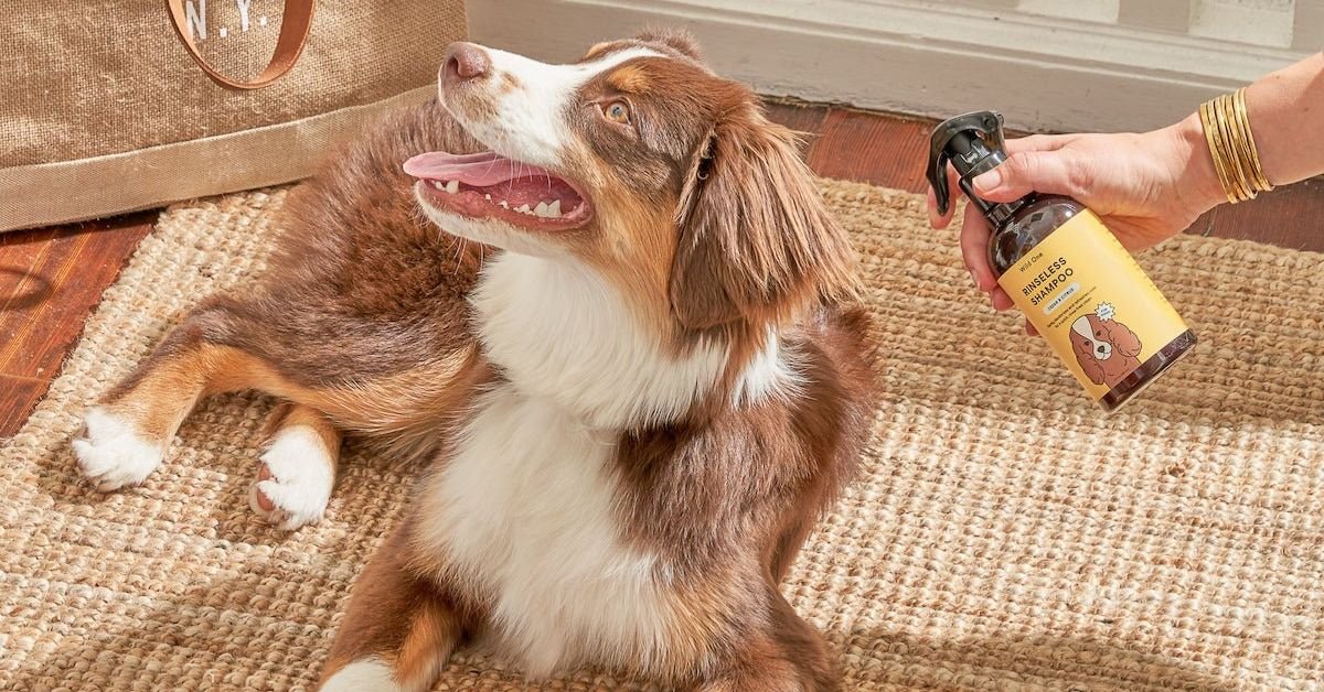 dog dry shampoo