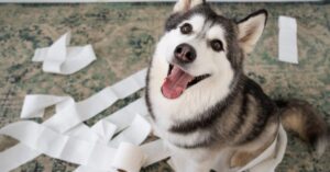 dog eye wipes