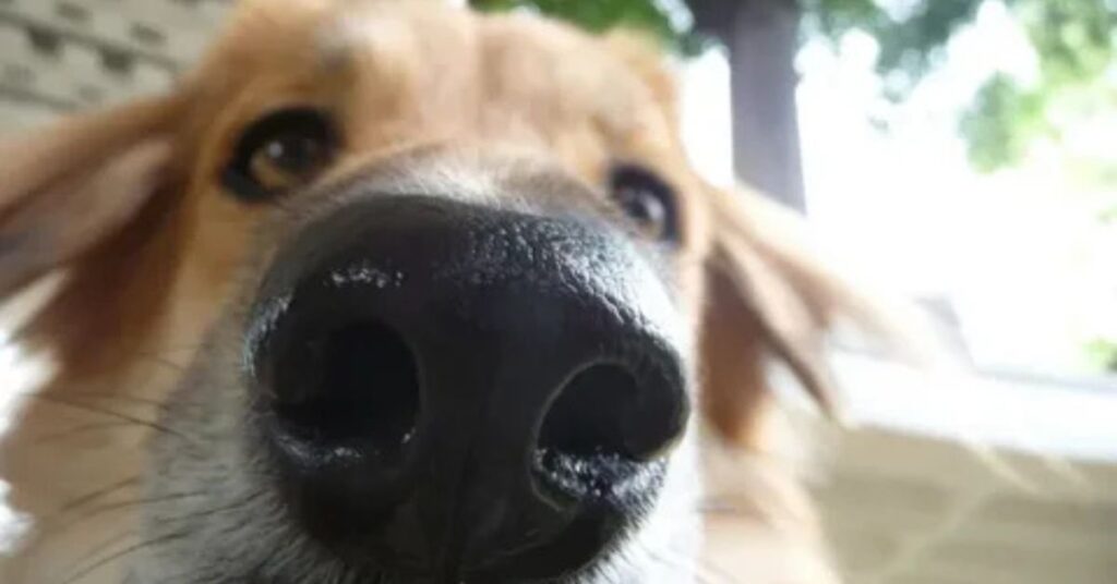 dog has runny nose