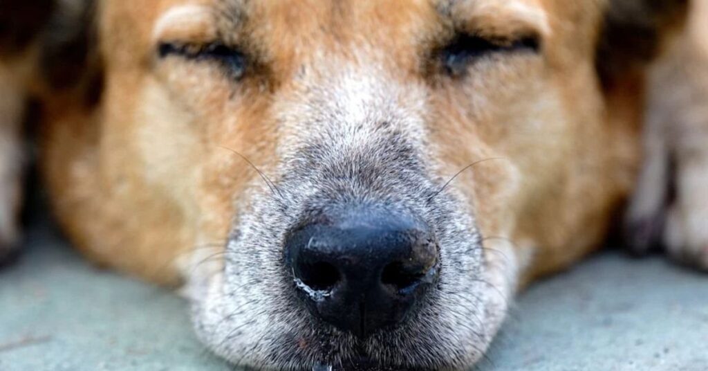 dog has runny nose