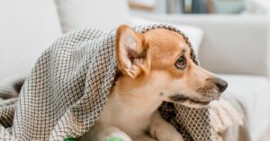 dog keeps coughing