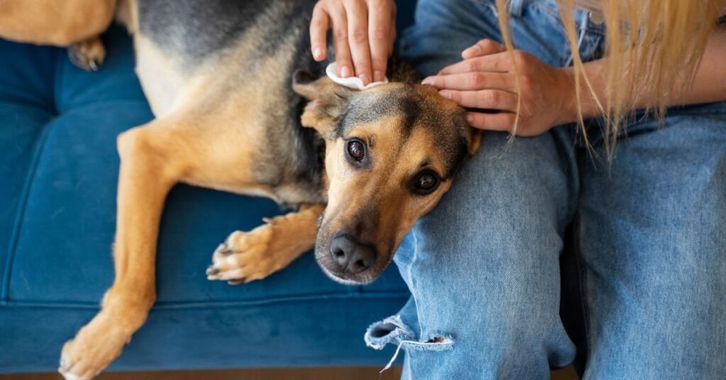 dog nail bleeding