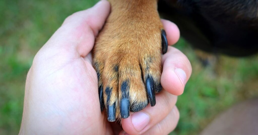 dog nail bleeding