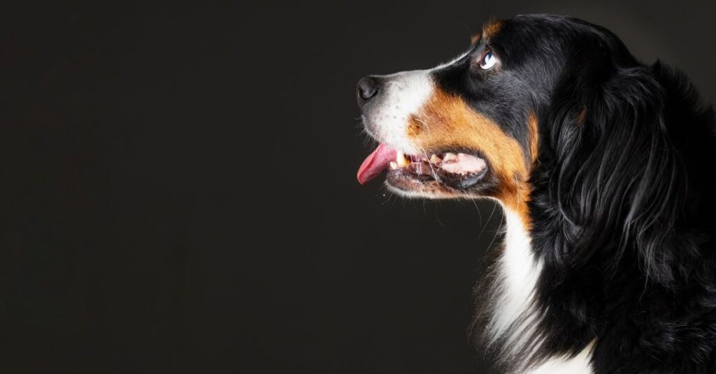 dog panting