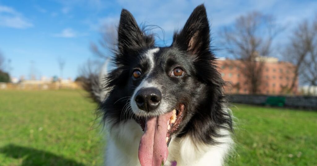 dog panting