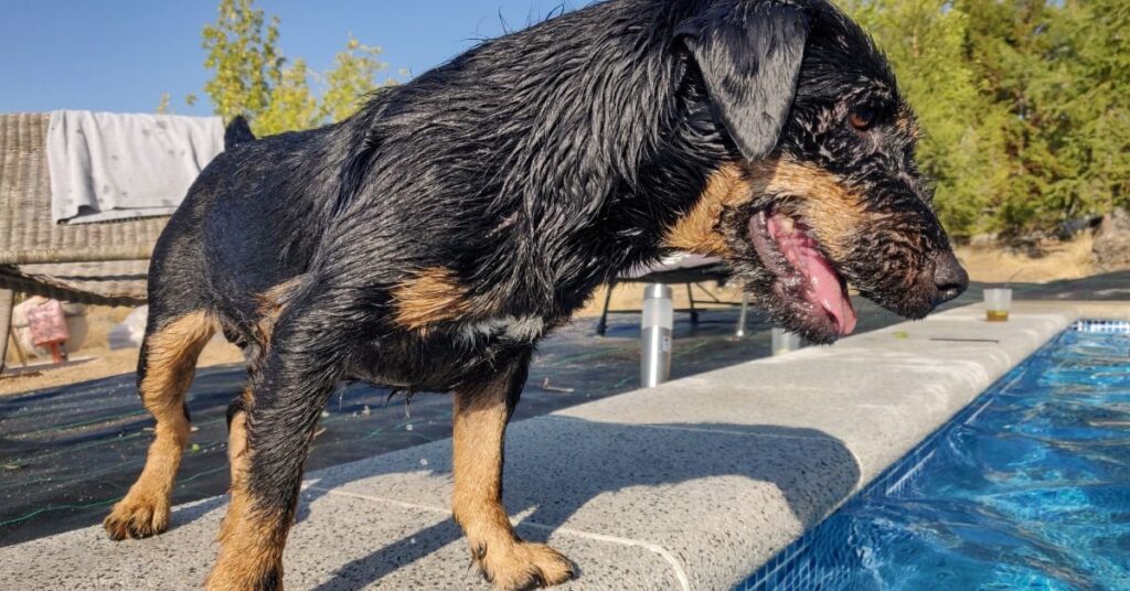 dog shaking head