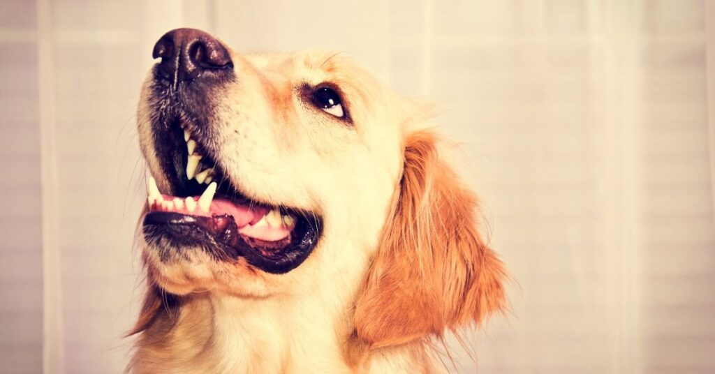 dog teeth chattering