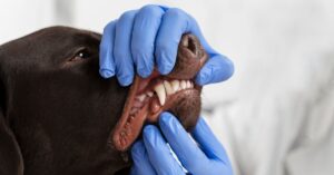 dog teeth chattering