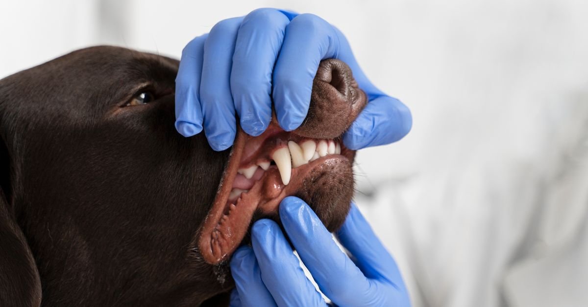 dog teeth chattering