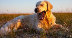 golden mountain dog
