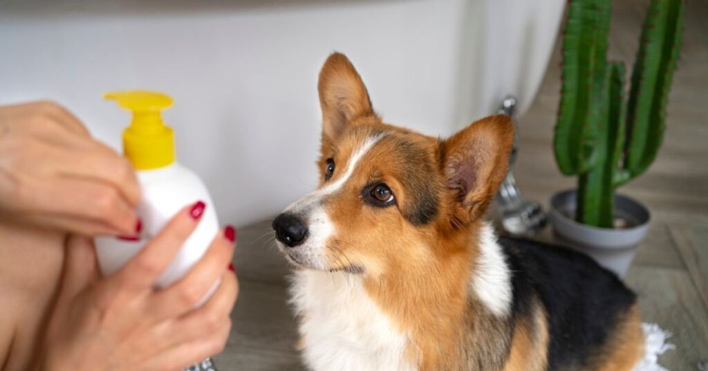 hypo shampoo for dogs