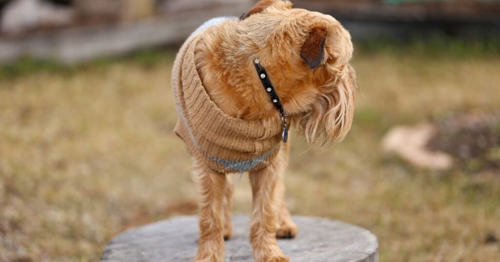 lion-suit-for-dog