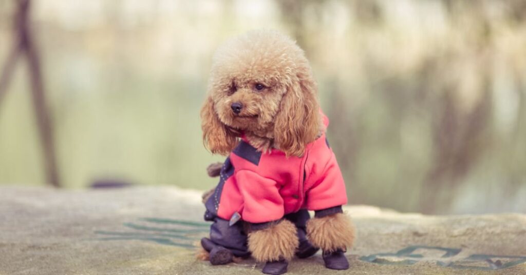 lion-suit-for-dog