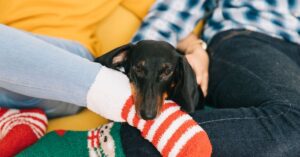 socks for dogs