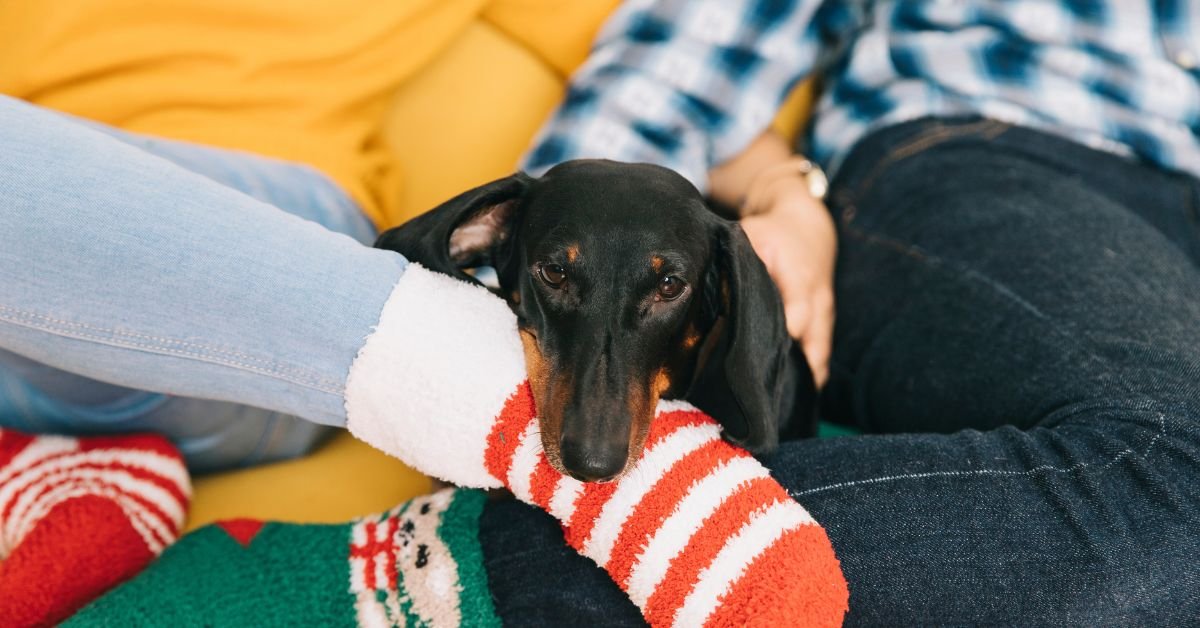 socks for dogs