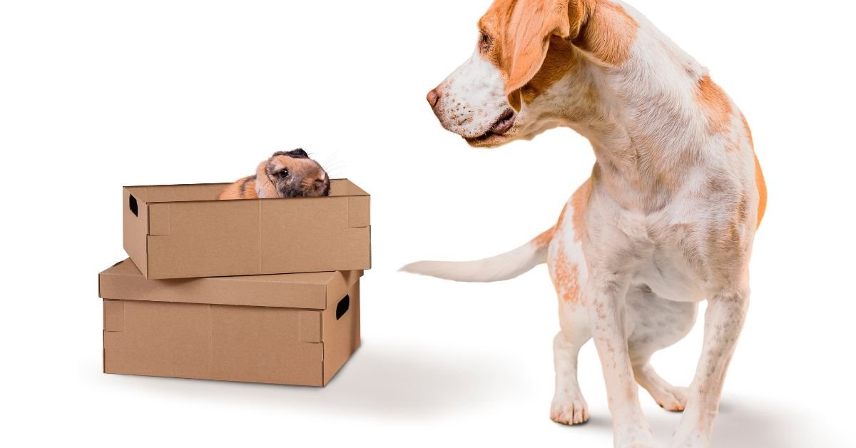 dog box for truck
