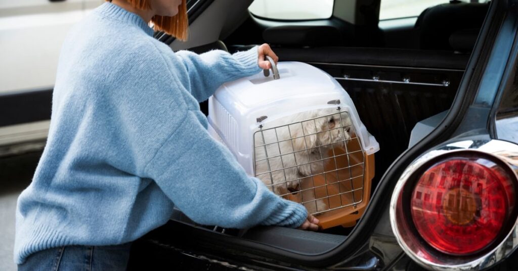 dog box for truck