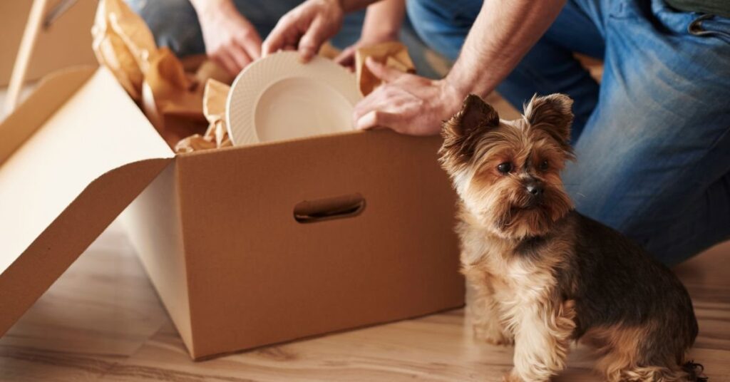 dog box for truck