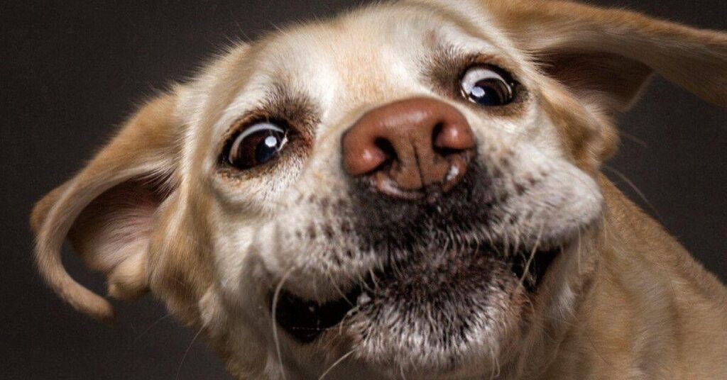 Best Funniest Pets