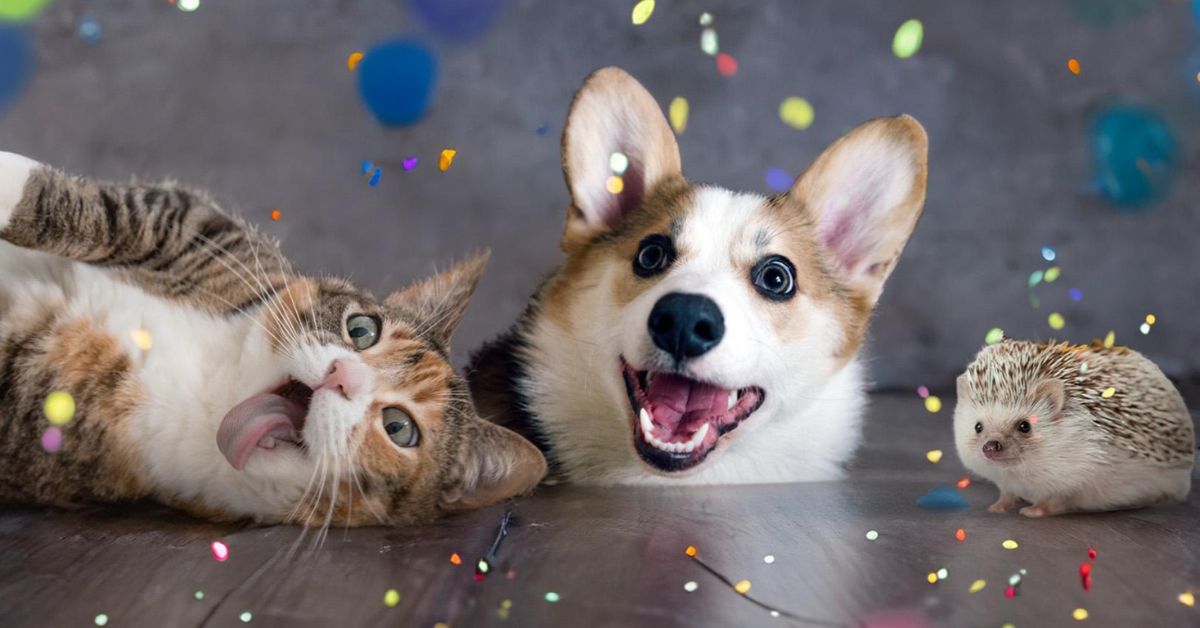 Best Funniest Pets