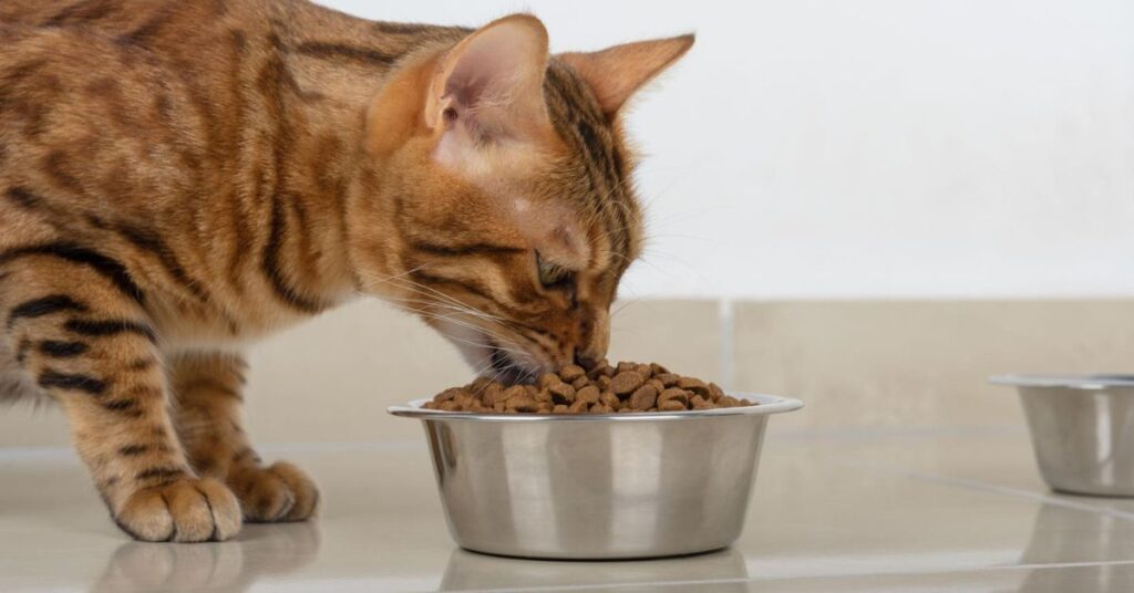 Complete Guide to Healthy Pet Nutrition