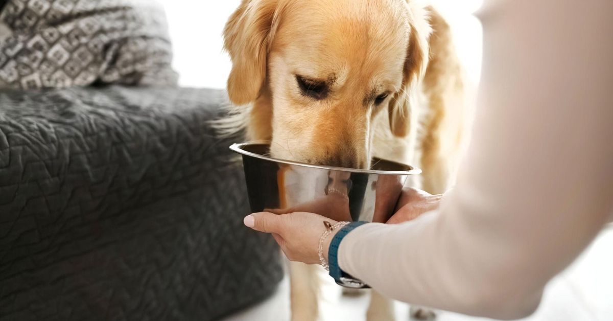 Complete Guide to Healthy Pet Nutrition