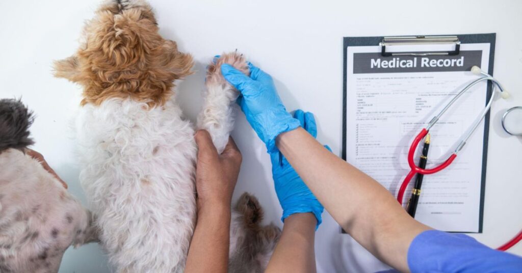 Common Pet Diseases: Signs, Causes, and Prevention Tips