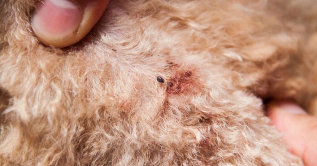 Common Pet Diseases: Signs, Causes, and Prevention Tips