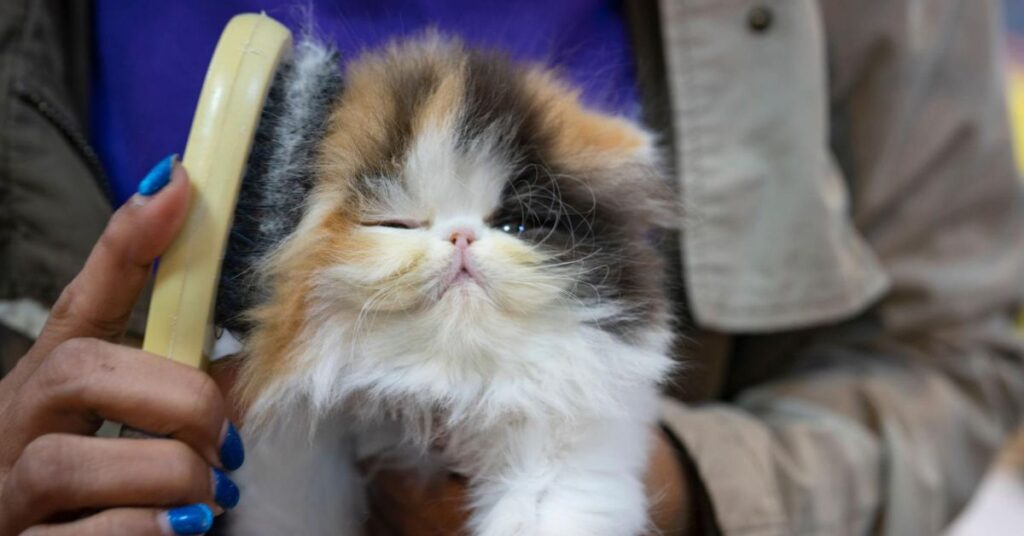 Easy Guide for Happy and Healthy Kittens