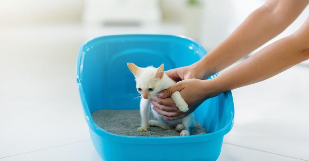 Easy Guide for Happy and Healthy Kittens