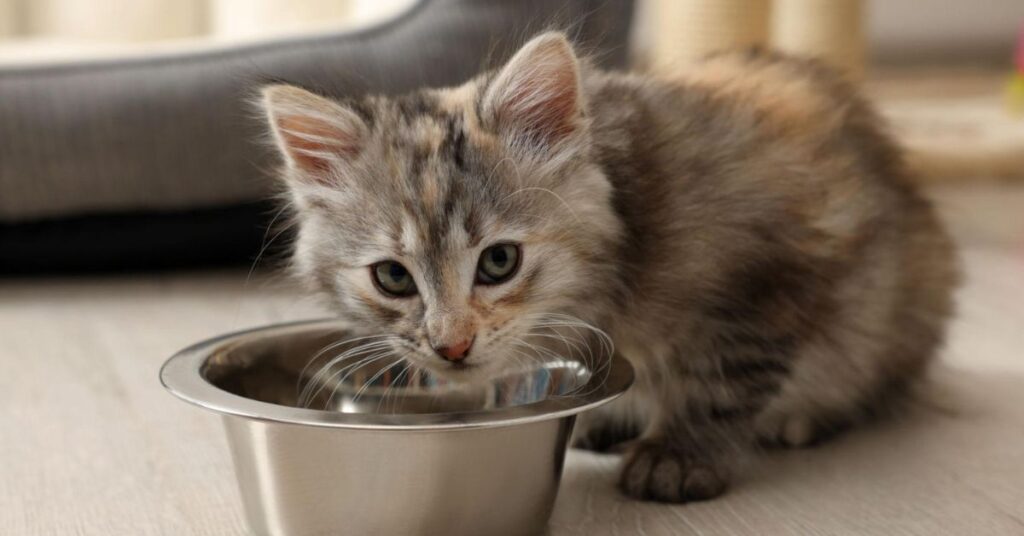 Easy Guide for Happy and Healthy Kittens
